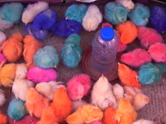 Vente de poussins vivants colorés - Turquie